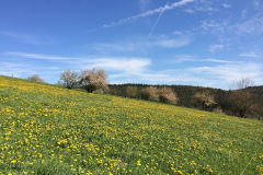 mossautal-100_18